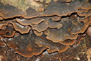 toadstool growing on a branch photo