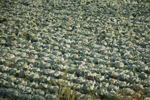 un campo con verde repollo foto