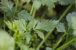 close up of celery photo