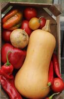 Fresh vegetables picked fresh from the garden. a box of fresh vegetables photo