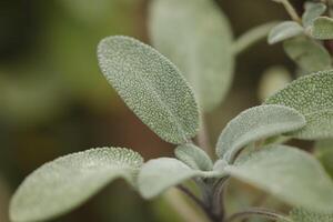 sabio es un planta usado como un hierba en comida y además como un natural medicina foto