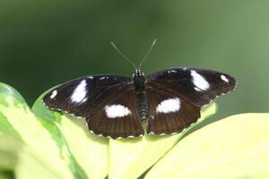 various species of tropical butterflies photo