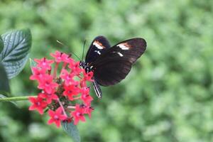 various species of tropical butterflies photo