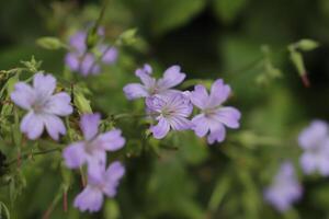 beautiful blue pink flower in the garden photo