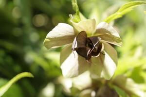 White flower with bee searching for nectar photo