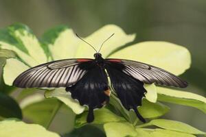 scarlet mormon butterfly photo