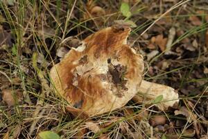 toadstool in the forest photo