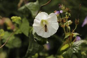 White flower with bee searching for nectar photo