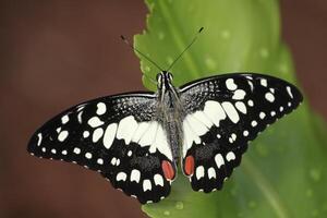 various species of tropical butterflies photo