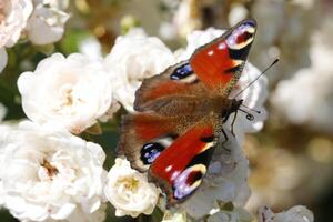 the peacock butterfly photo