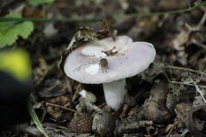 toadstool in the forest photo