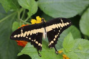 thoas swallowtail butterfly photo