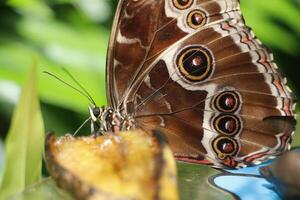 Close up of an Owl butterfly eats from a banana photo