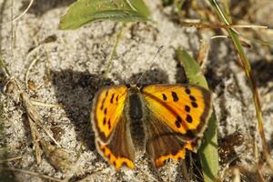 Sooty Copper butterfly photo