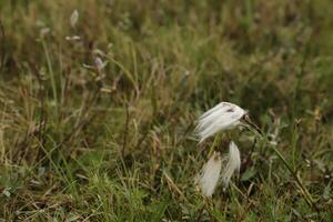 fluffy cotton growing in grass photo