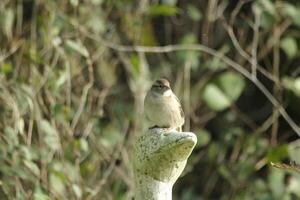 sparrow sits on the head of a concrete goose photo