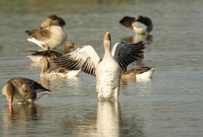 Greyleg goose with yound ones photo
