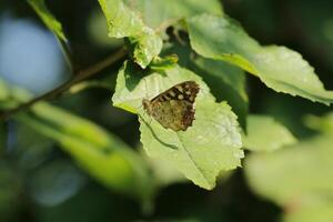 speckled wood is a common butterfly photo