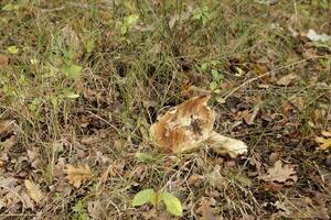 toadstool in the grass photo