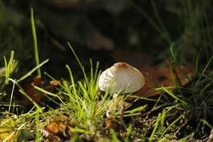 toadstool in the grass photo