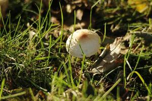 toadstool in the grass photo