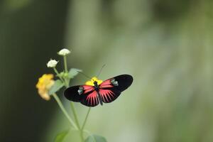 cepillo pies mariposas, comúnmente conocido como el alaslargas o heliconianos foto