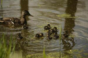 Mallard with baby ducks swimming in a canal photo