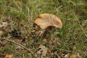 toadstool in the grass photo