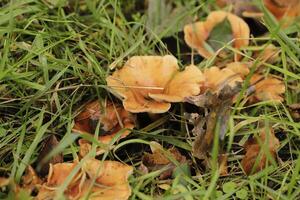 toadstool in the grass photo