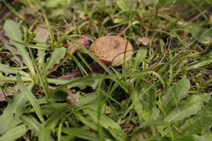 toadstool in the grass photo