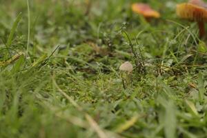 toadstool in the grass photo