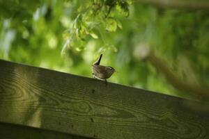 wren sits on fence hidden in the green photo