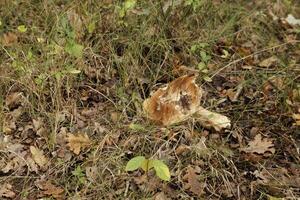 toadstool in the grass photo