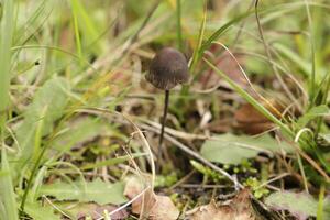 toadstool in the grass photo