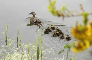 pato real con bebé patos nadando en un canal foto