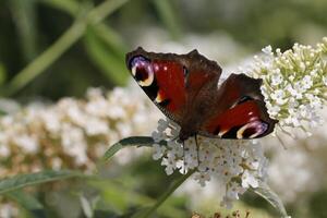 the peacock butterfly photo