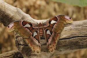 Atlas moth is a huge butterfly the wings looks like a snake photo