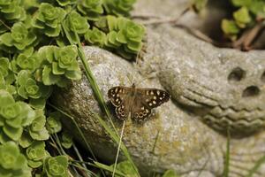 speckled wood is a common butterfly photo