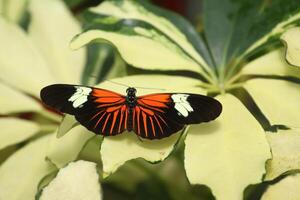 brush footed butterflies, commonly known as the longwings or heliconians photo