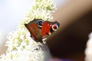 the peacock butterfly photo