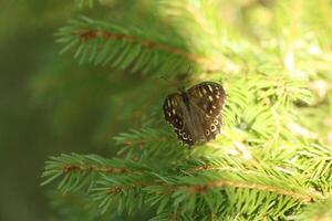 moteado madera es un común mariposa foto