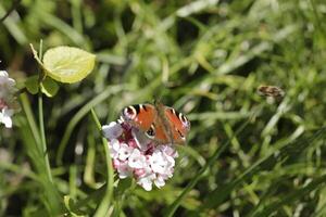 the peacock butterfly photo