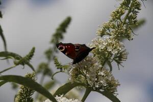 the peacock butterfly photo