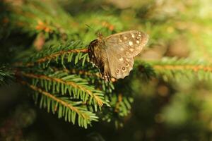 speckled wood is a common butterfly photo
