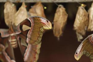 The atlas moth comes out of the cocoon. Atlas moth is a huge butterfly the wings looks like a snake photo