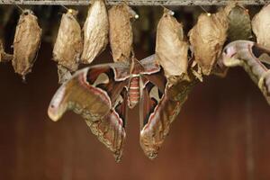 el atlas polilla viene fuera de el capullo. atlas polilla es un enorme mariposa el alas mira me gusta un serpiente foto