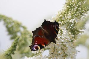 the peacock butterfly photo