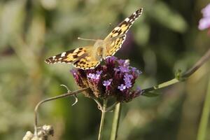 Thistle butterfly is an orange black butterfly photo