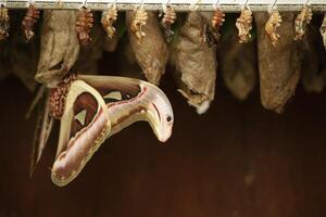 The atlas moth comes out of the cocoon. Atlas moth is a huge butterfly the wings looks like a snake photo