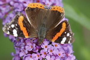 red admiral butterfly drinks nectar from the butterfly bush. red admiral butterfly flies all the way from africa to northern europe all the way from africa to northern europe photo